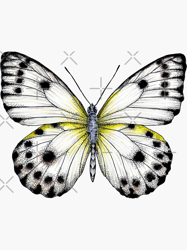 "White butterfly" Sticker for Sale by PetitMartin Redbubble