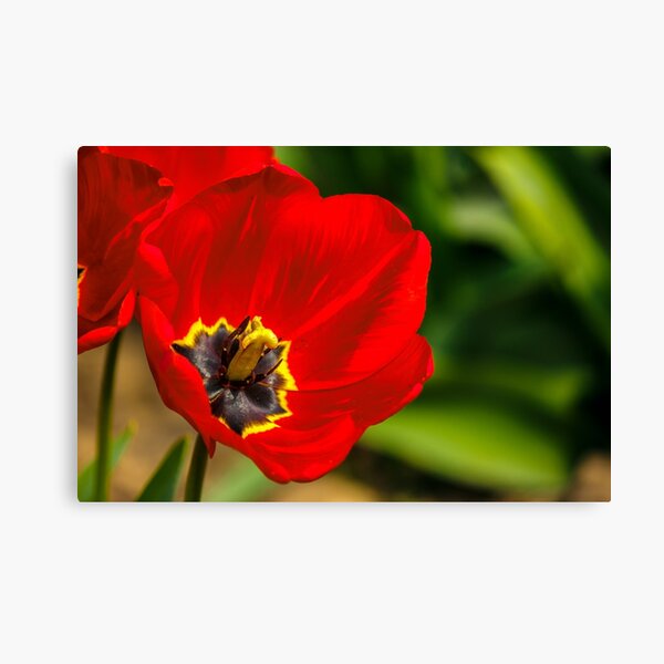 red tulip on green blurred background Canvas Print