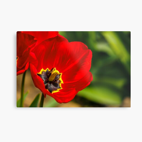 red tulip on green blurred background Metal Print