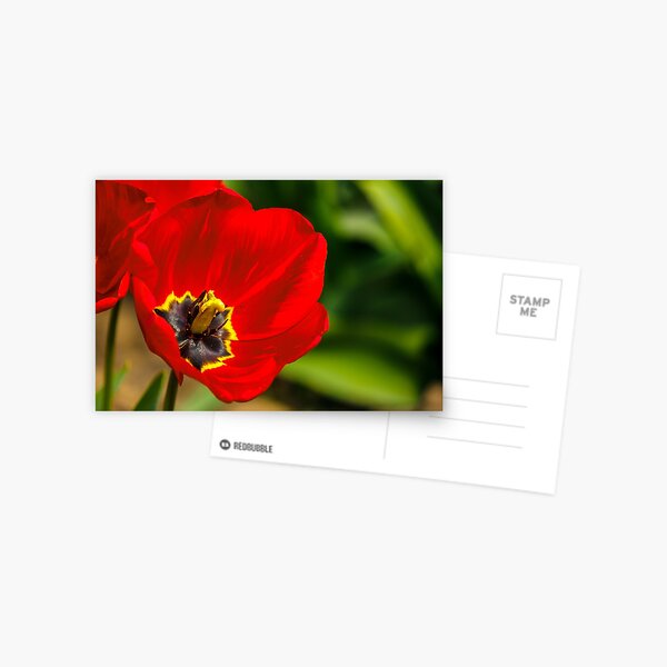 red tulip on green blurred background Postcard
