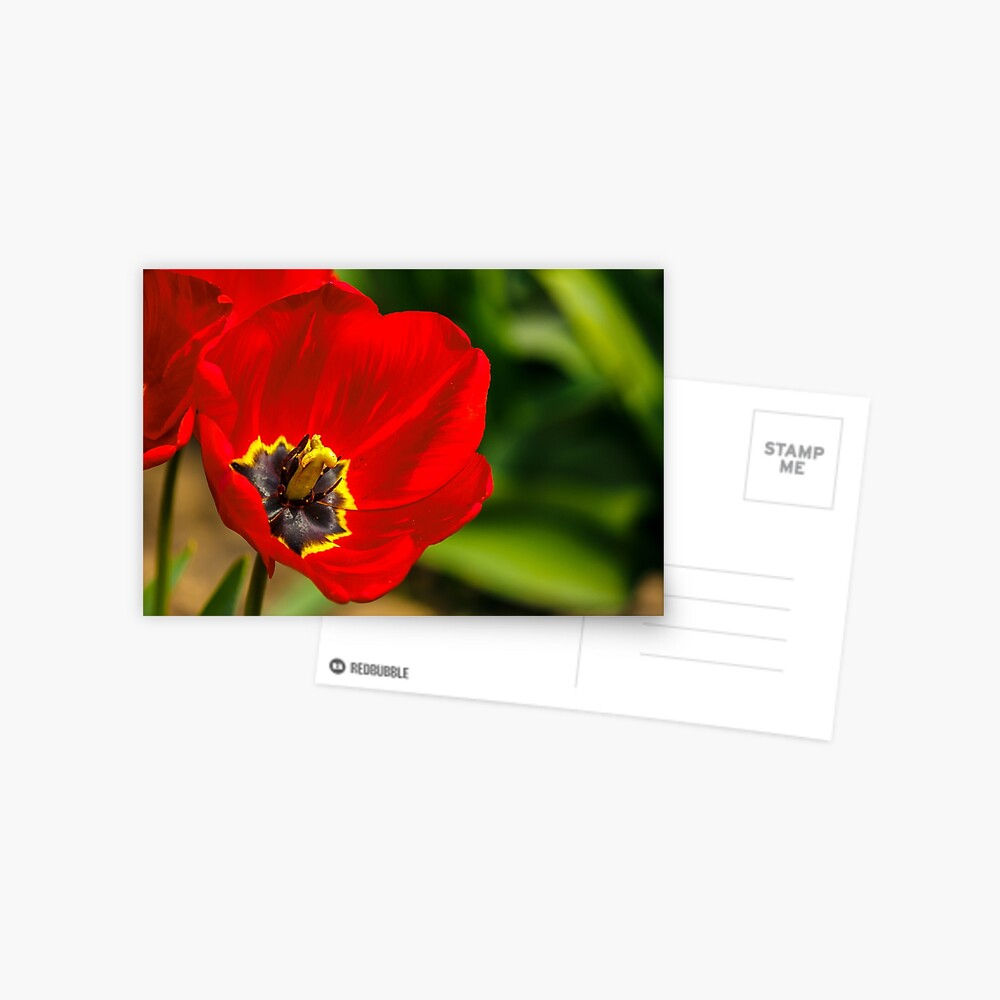 Item preview, Postcard designed and sold by mike-pellinni.
