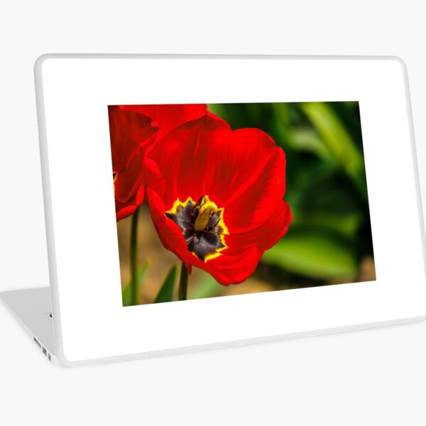 red tulip on green blurred background Laptop Skin
