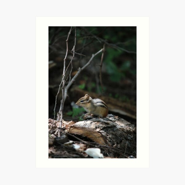Chipmunk love Art Print
