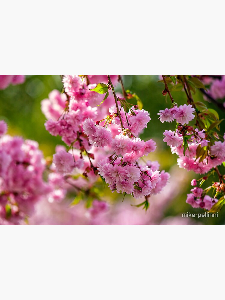 pink flowers of sakura branches above grass by mike-pellinni