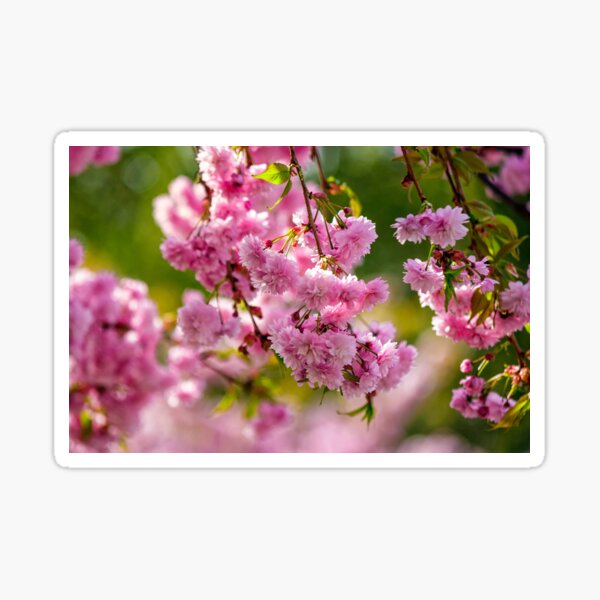 pink flowers of sakura branches above grass Sticker