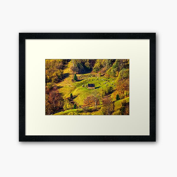 flock of sheep on the meadow near forest in mountains Framed Art Print