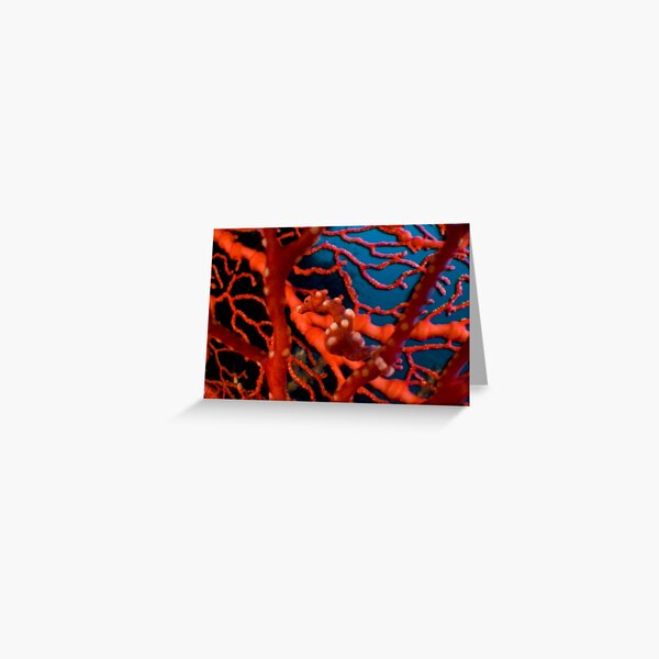 Santa Pigmy Seahorse Greeting Card