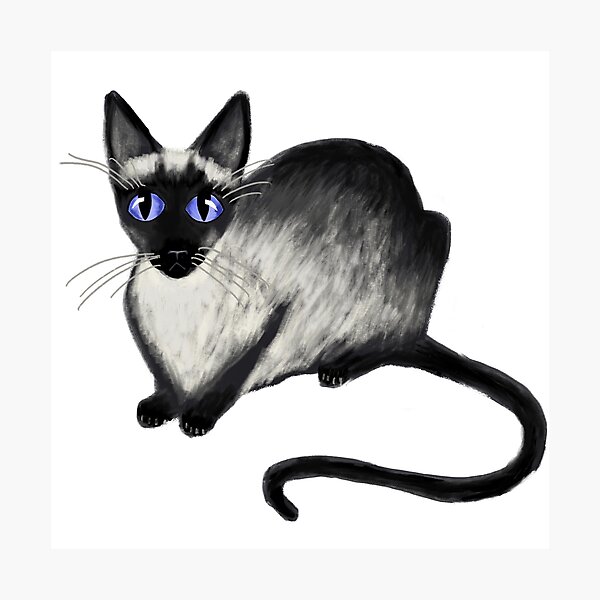 Siamese Cat Photographic Print