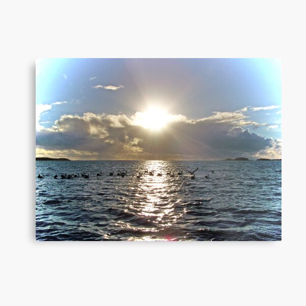 Peering Through Metal Print
