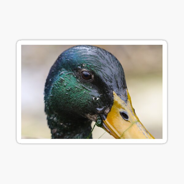 "Waterproof" Sticker by GreyFeatherPhot Redbubble