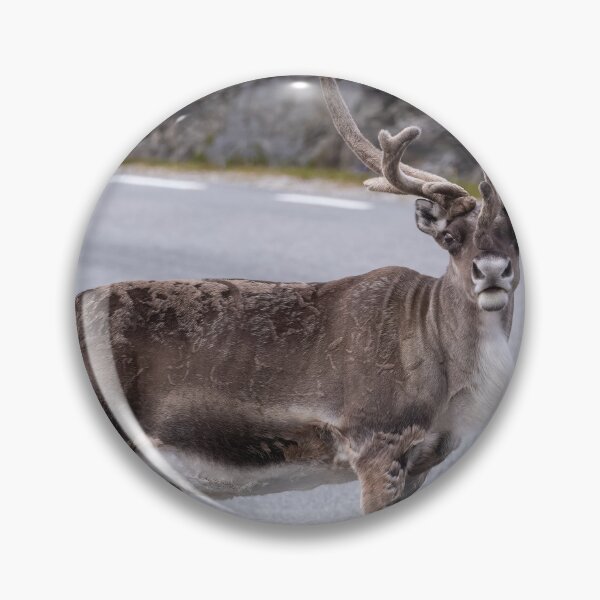 Item preview, Wonderful landscapes in Norway. Nord-Norge. Beautiful reindeer watching me going to Nordkapp (vertical) designed and sold by Maurizio Fabbroni.
