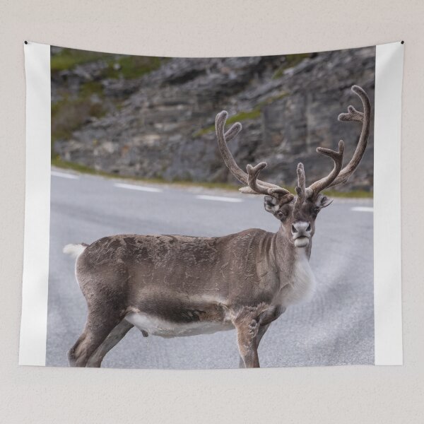 Item preview, Wonderful landscapes in Norway. Nord-Norge. Beautiful reindeer watching me going to Nordkapp (vertical) designed and sold by Maurizio Fabbroni.