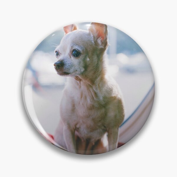 Item preview, 1970s - Chihuahua Sitting at the Back of a Car designed and sold by thatwaslife.