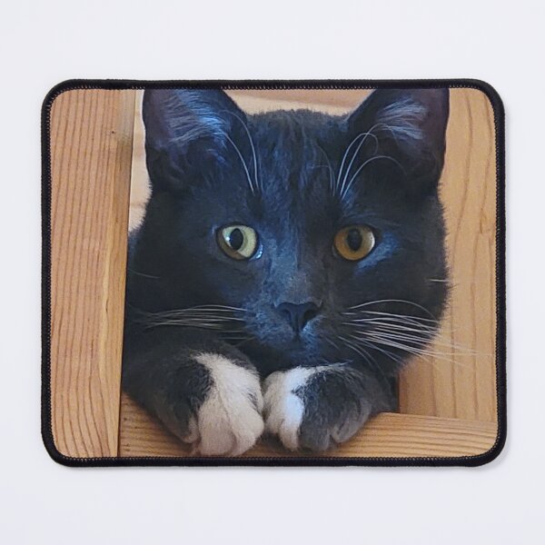Item preview, Curious Silver Tuxedo Cat designed and sold by Rebecca Jane.