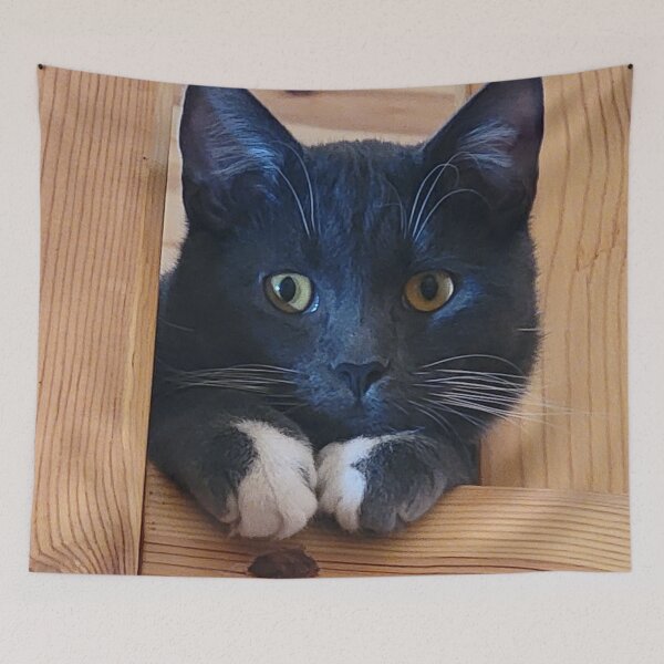 Item preview, Curious Silver Tuxedo Cat designed and sold by Rebecca Jane.