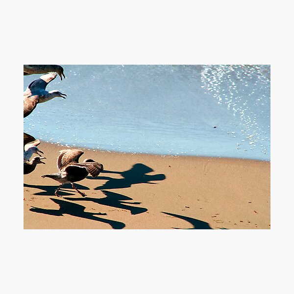 BIRDS!!!! Photographic Print