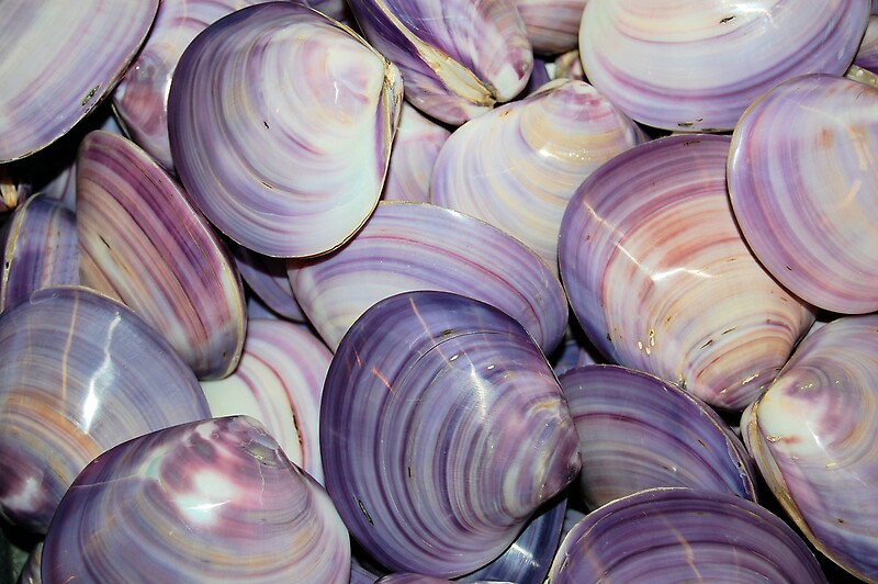 "Purple Shells Background" by dave1276 | Redbubble