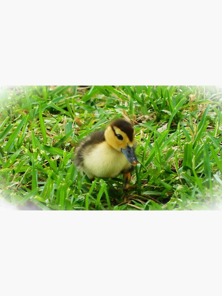 Adorable Duckling by kaos657