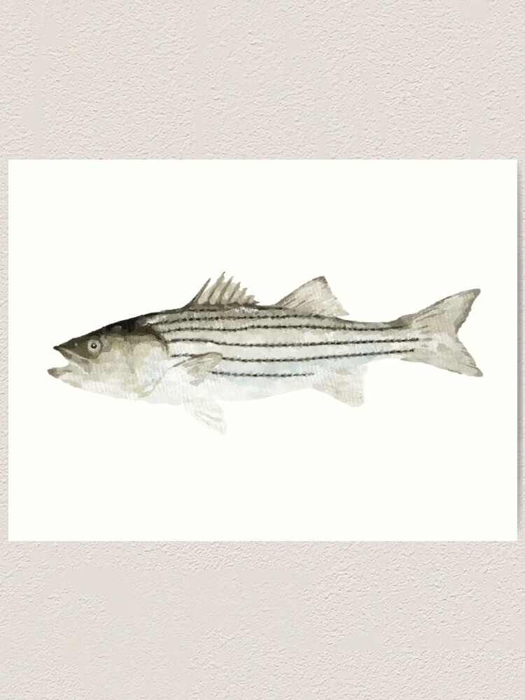 Striped Bass Dimensions & Drawings