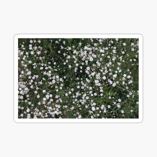 Baby's Breath Plant Sticker