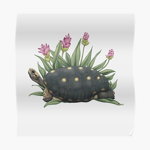 Premium Photo | Pencil sketch cute tortoise animal drawings ai generated