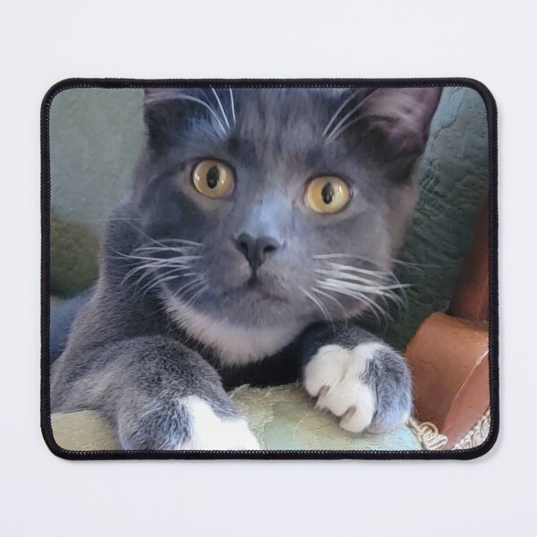 Item preview, Sweet Silver Tuxedo Cat designed and sold by Rebecca Jane.