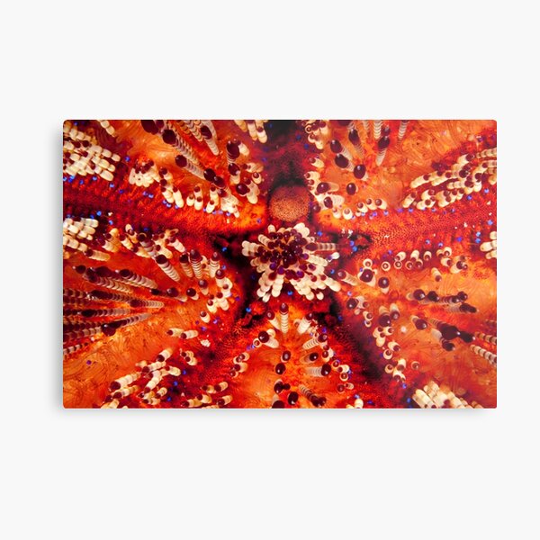 Magnificent Fire Urchin, Wakatobi National Park, Indonesia Metal Print