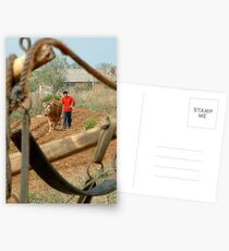 Ploughing Postcards