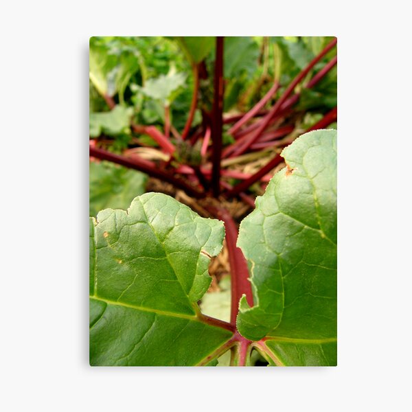 Rhubarb Canvas Print