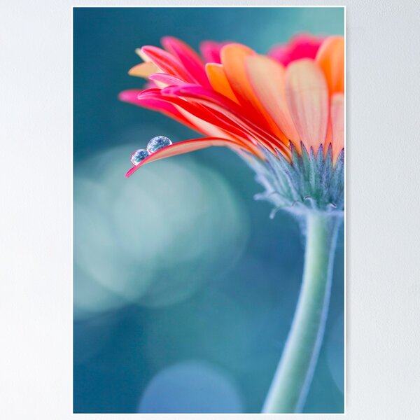 Item preview, Gerbera Daisy with Water Drops designed and sold by Kenziewenze.