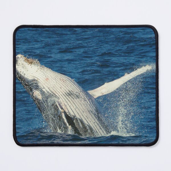 Item preview, Breaching Humpback designed and sold by BeingTherePix.