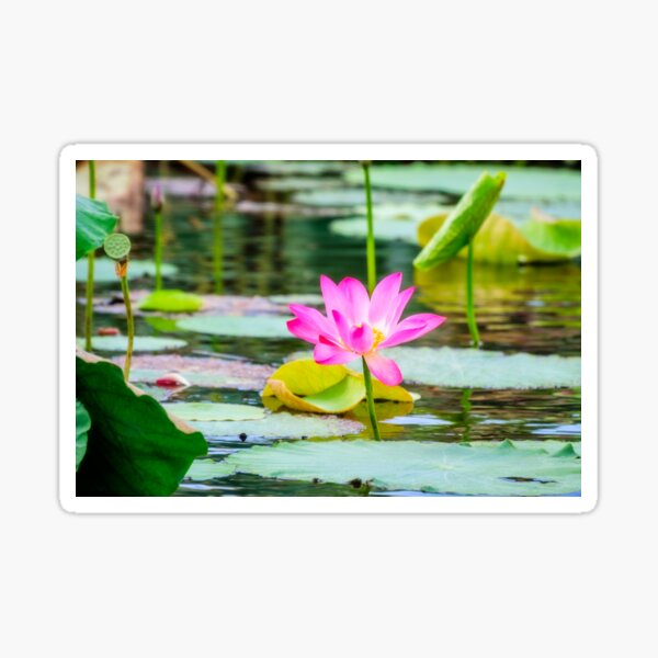 Sacred lotus with large pink flowers at Corroboree Wetlands, NT, Australia Sticker