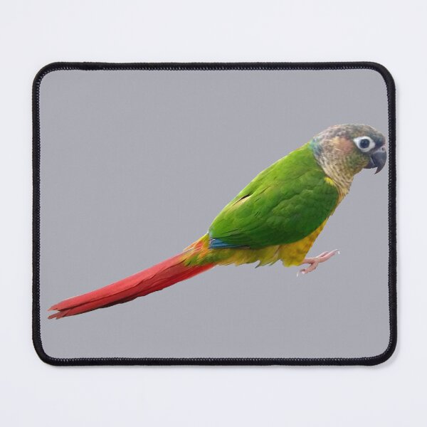 Item preview, Conure designed and sold by Lil-Bit-Batty.