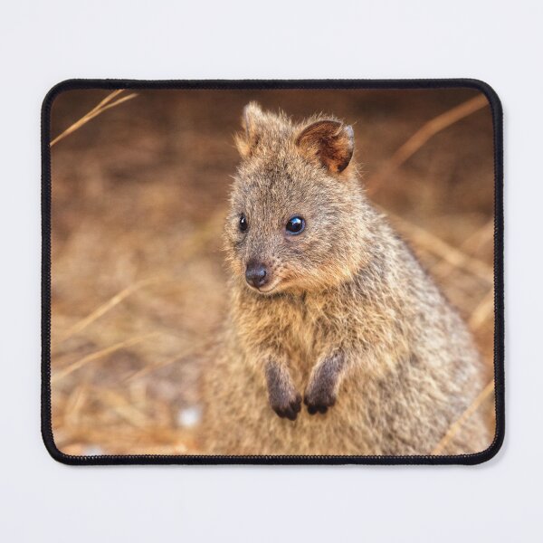 Item preview, Quokka Cuteness, Rottnest Island designed and sold by Dave Catley.