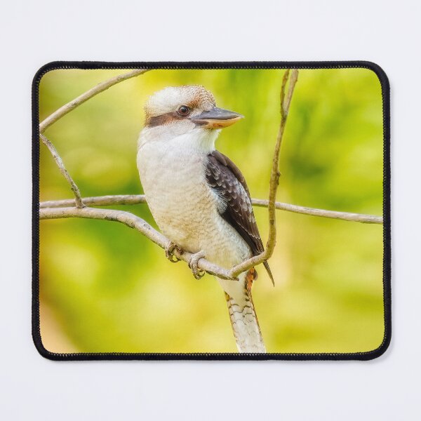 Item preview, Kookaburra, Yanchep National Park, Perth, Western Australia designed and sold by Dave Catley.