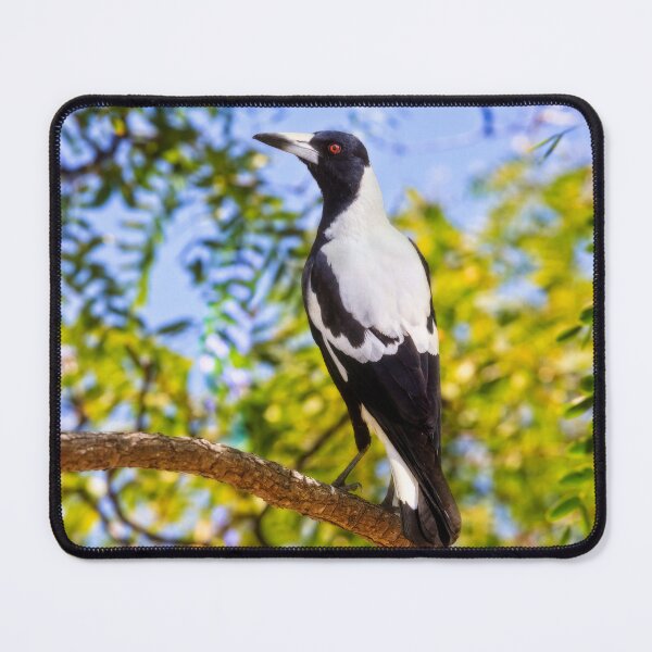 Item preview, Magestic Magpie, Mindarie, Perth, Western Australia designed and sold by Dave Catley.