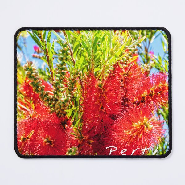 Item preview, Bottle Brush, Perth, Western Australia Scarf designed and sold by Dave Catley.
