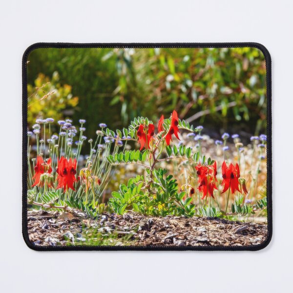 Item preview, Sturt's Desert Pea, Kings Park, Perth, Western Australia designed and sold by Dave Catley.