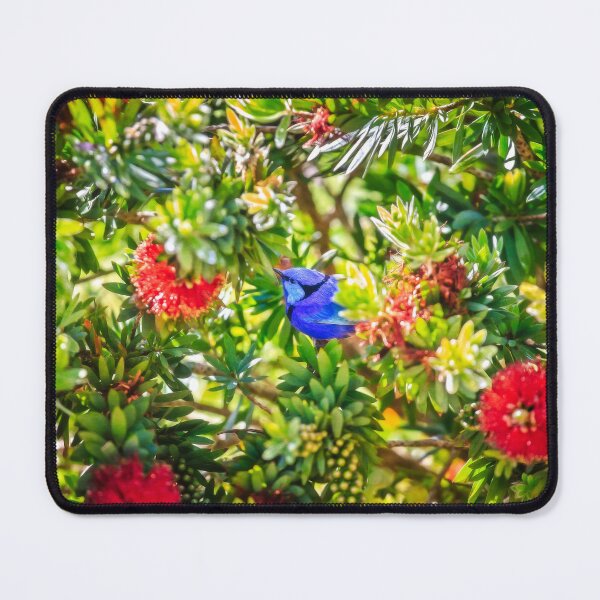 Item preview, Blue Wren in a Bottle Brush, Margaret River, Perth, Western Australia designed and sold by Dave Catley.