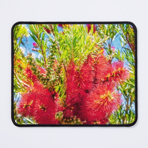 Artikelvorschau, Flaschenbürsten-Blumen, Yanchep Nationalpark, Perth, West-Australien entworfen und verkauft von Dave Catley.