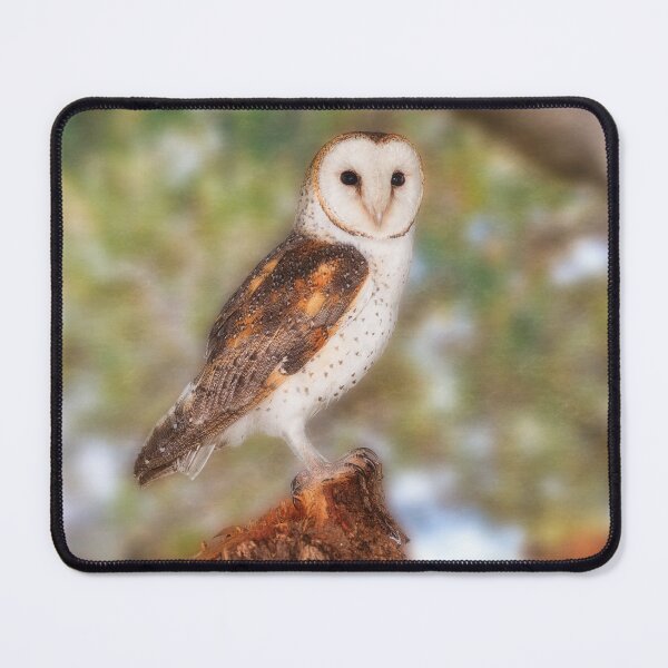 Item preview, Chips the Barn Owl, Native Animal Rescue designed and sold by Dave Catley.