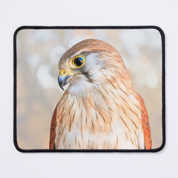 Item preview, Harriet the Nankeen Kestrel 2, Native Animal Rescue designed and sold by Dave Catley.