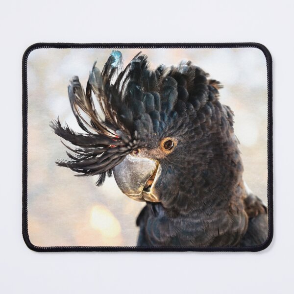 Item preview, Red-Tailed Black Cockatoo, Native Animal Rescue, Perth designed and sold by Dave Catley.