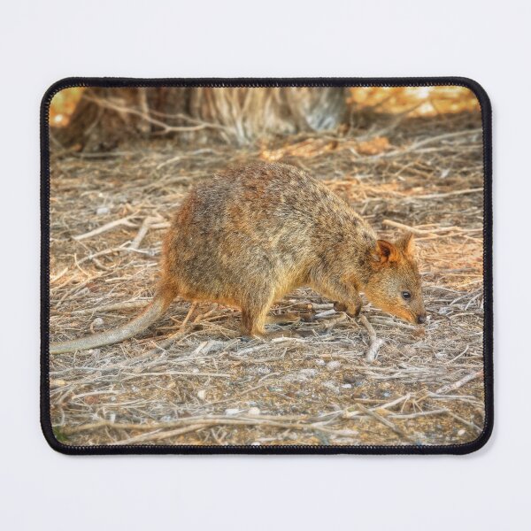 Item preview, Sunset Quokka, Rottnest Island, Perth designed and sold by Dave Catley.