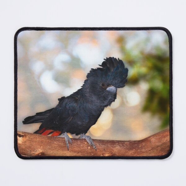 Item preview, Raf the Red Tailed Black Cockatoo, Native Animal Rescue, Perth designed and sold by Dave Catley.
