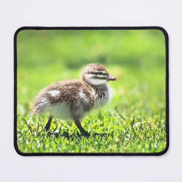 Item preview, Rogue Duckling, Yanchep National Park designed and sold by Dave Catley.