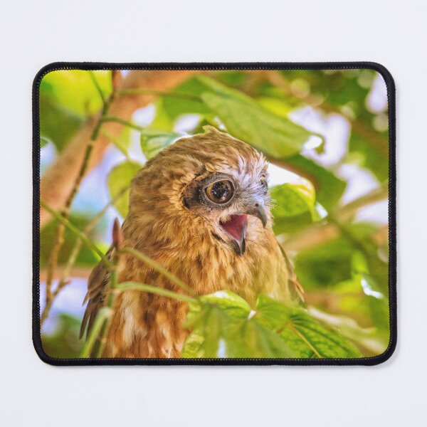 Item preview, Southern Boobook Owl, Western Australia designed and sold by Dave Catley.