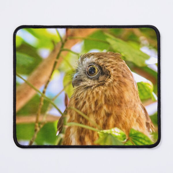 Item preview, Southern Boobook Owl, Western Australia designed and sold by Dave Catley.