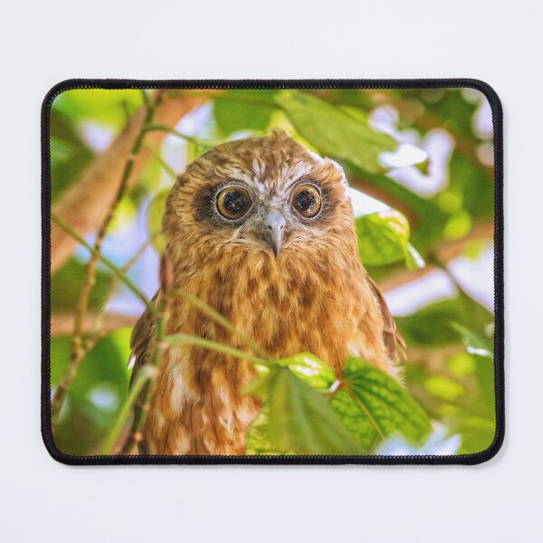 Item preview, Southern Boobook Owl, Western Australia designed and sold by Dave Catley.