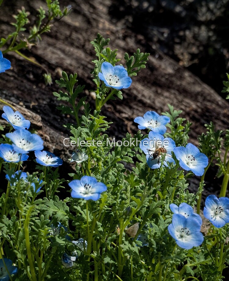 Funda y vinilo para iPad «Alegres flores silvestres azules (Nemophila  menziesii)» de celestem | Redbubble